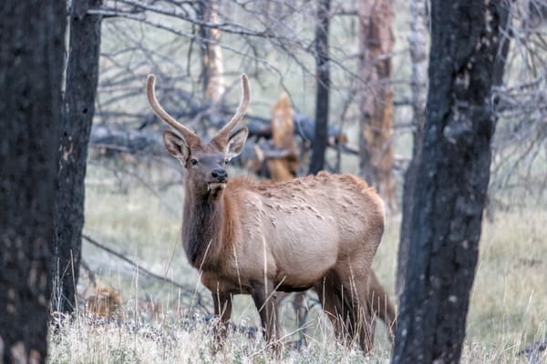 An elk with two spikes looking at the camera between two burned trees in Rocky Mountain National Park.